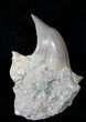Pathological Otodus Shark Tooth #19770-2